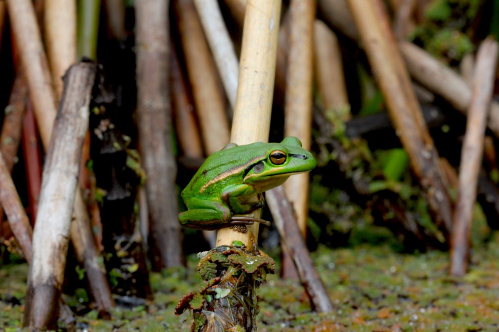 Green and goldern bell frog